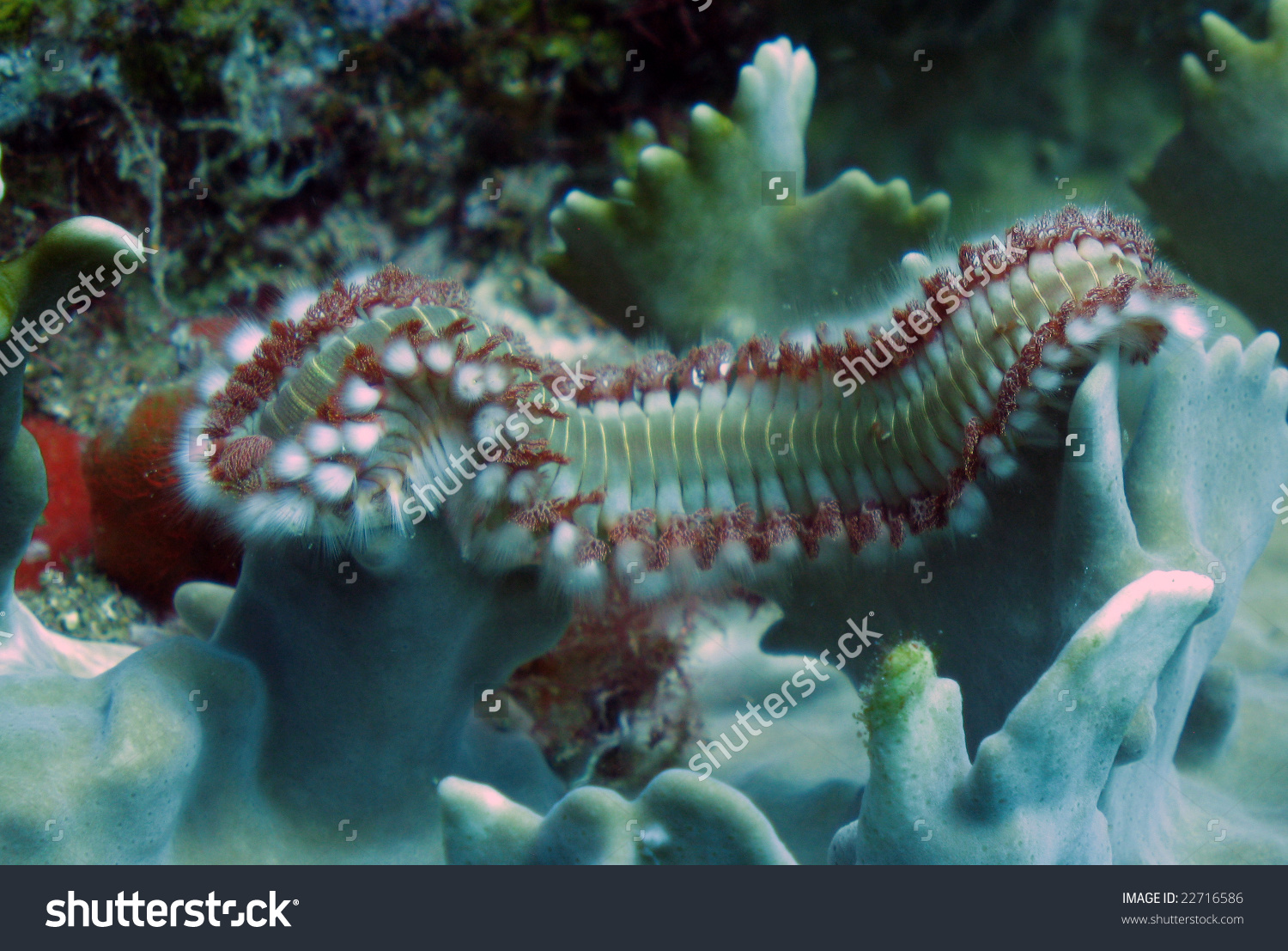 Sea Worm Backgrounds on Wallpapers Vista