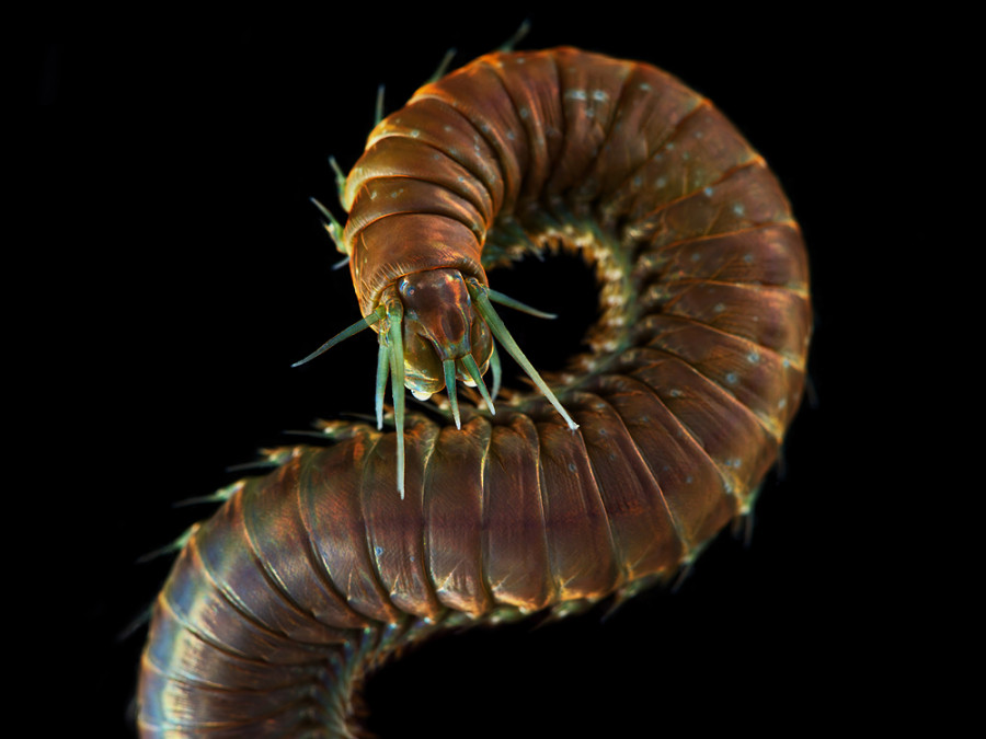 HQ Sea Worm Wallpapers | File 111.71Kb
