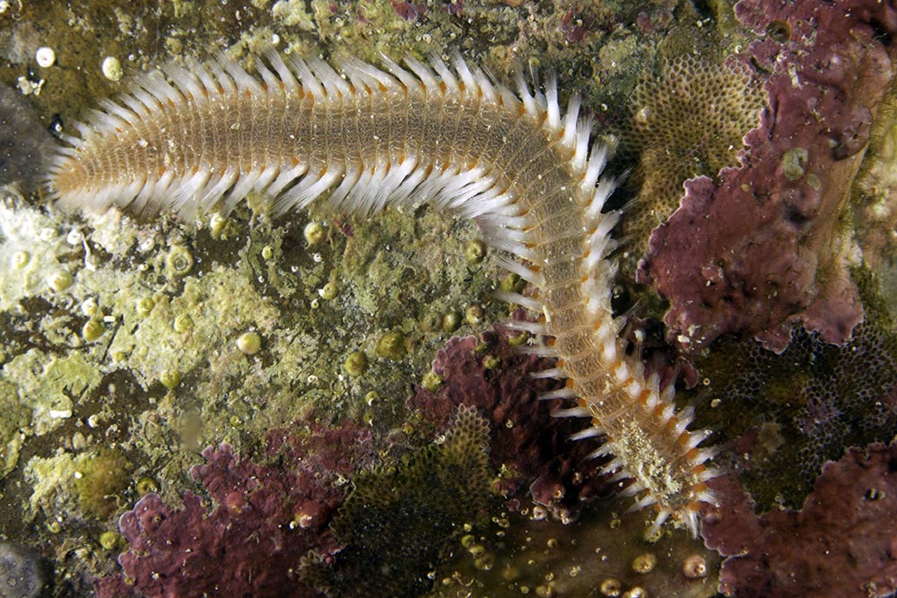 Images of Sea Worm | 1000x667