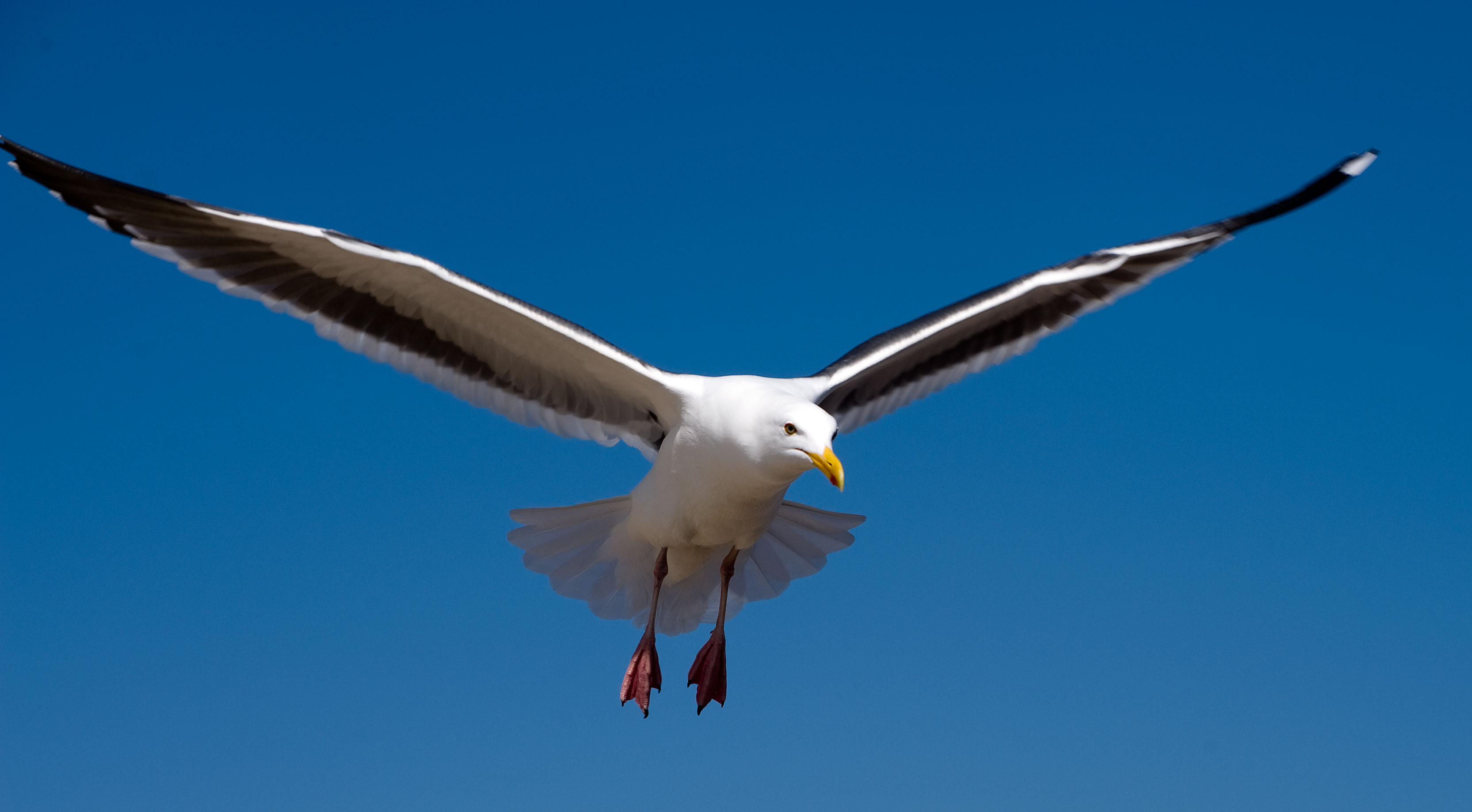 Seagull Backgrounds, Compatible - PC, Mobile, Gadgets| 3330x1839 px