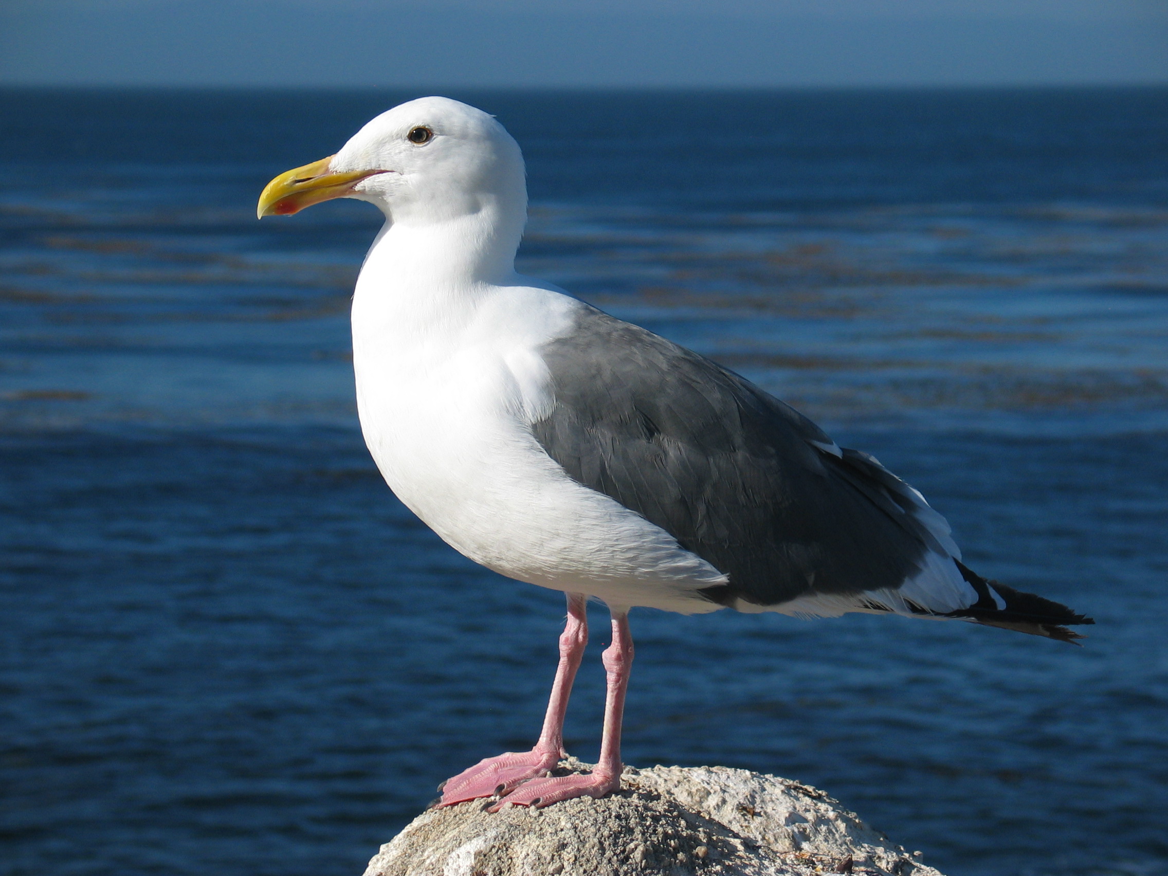 HD Quality Wallpaper | Collection: Animal, 2272x1704 Seagull