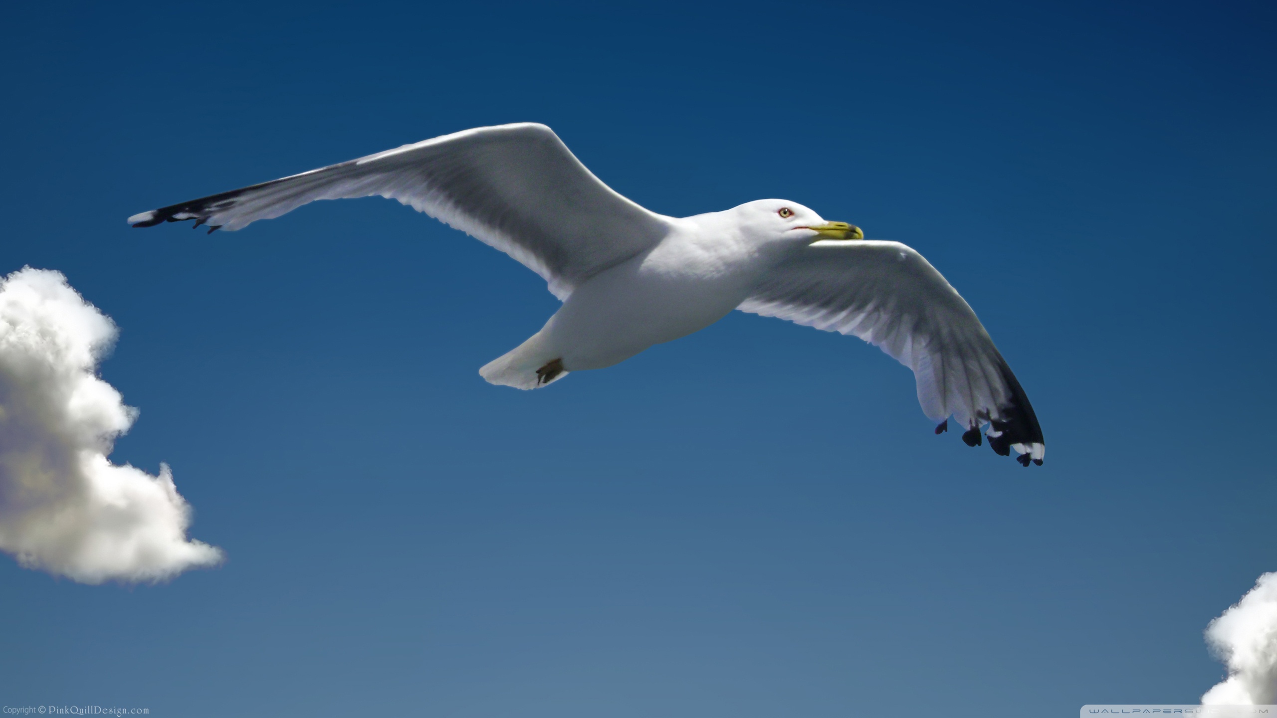 Nice Images Collection: Seagull Desktop Wallpapers