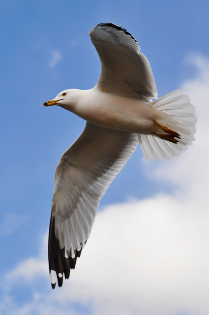 Nice wallpapers Seagull 425x640px