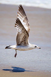 HD Quality Wallpaper | Collection: Animal, 170x255 Seagull