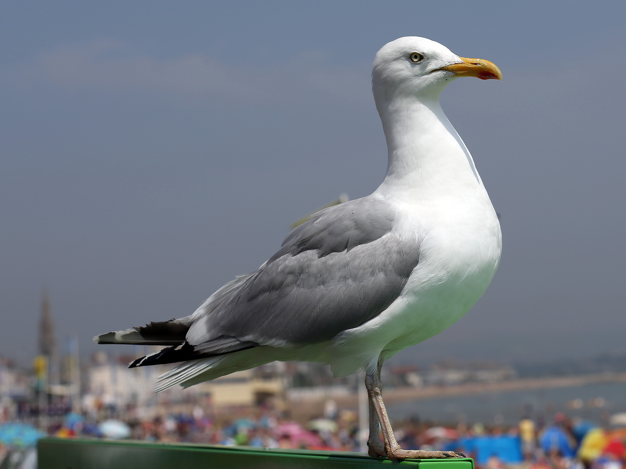 Seagull High Quality Background on Wallpapers Vista