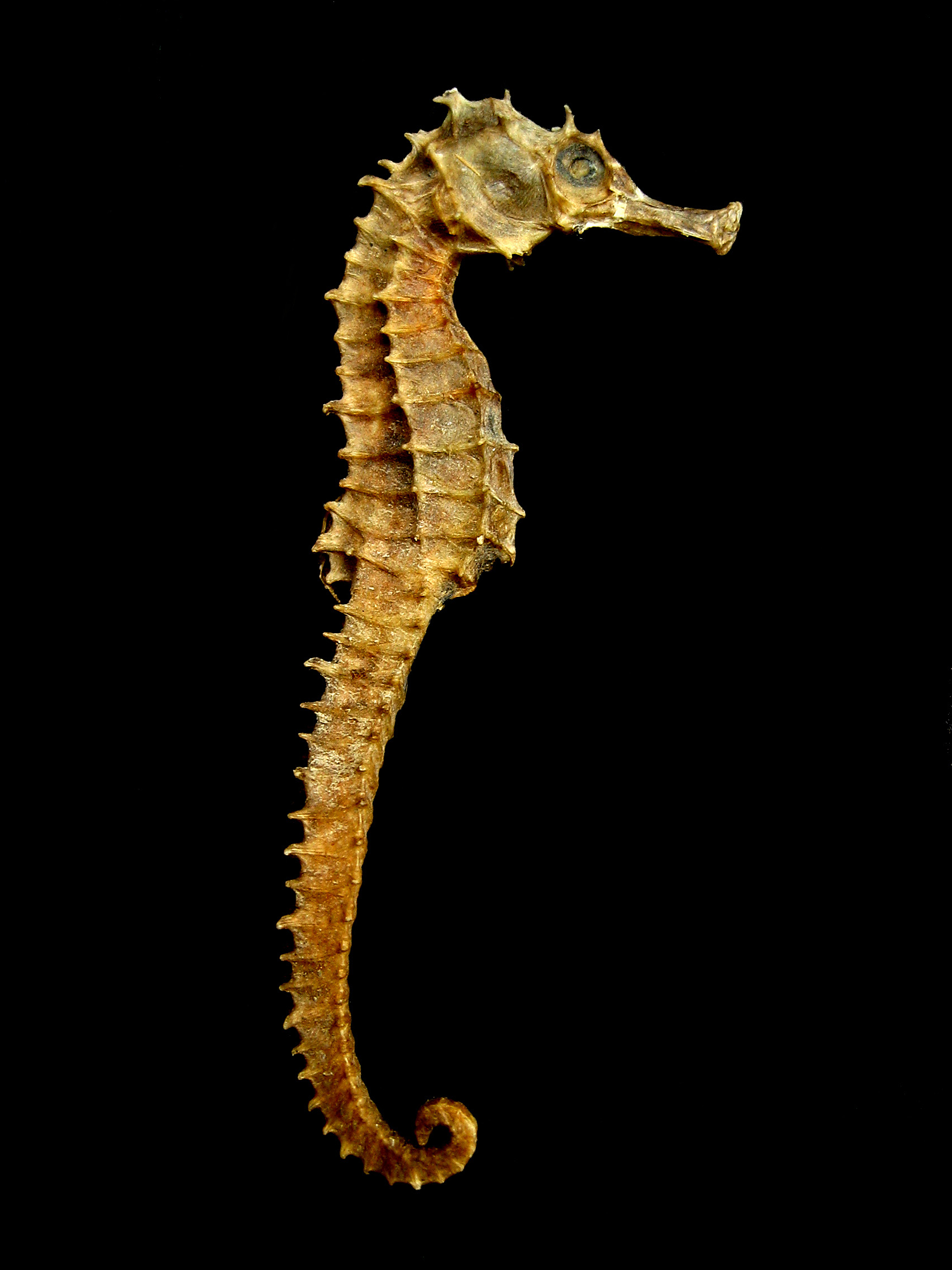 Nice wallpapers Seahorse 1704x2272px