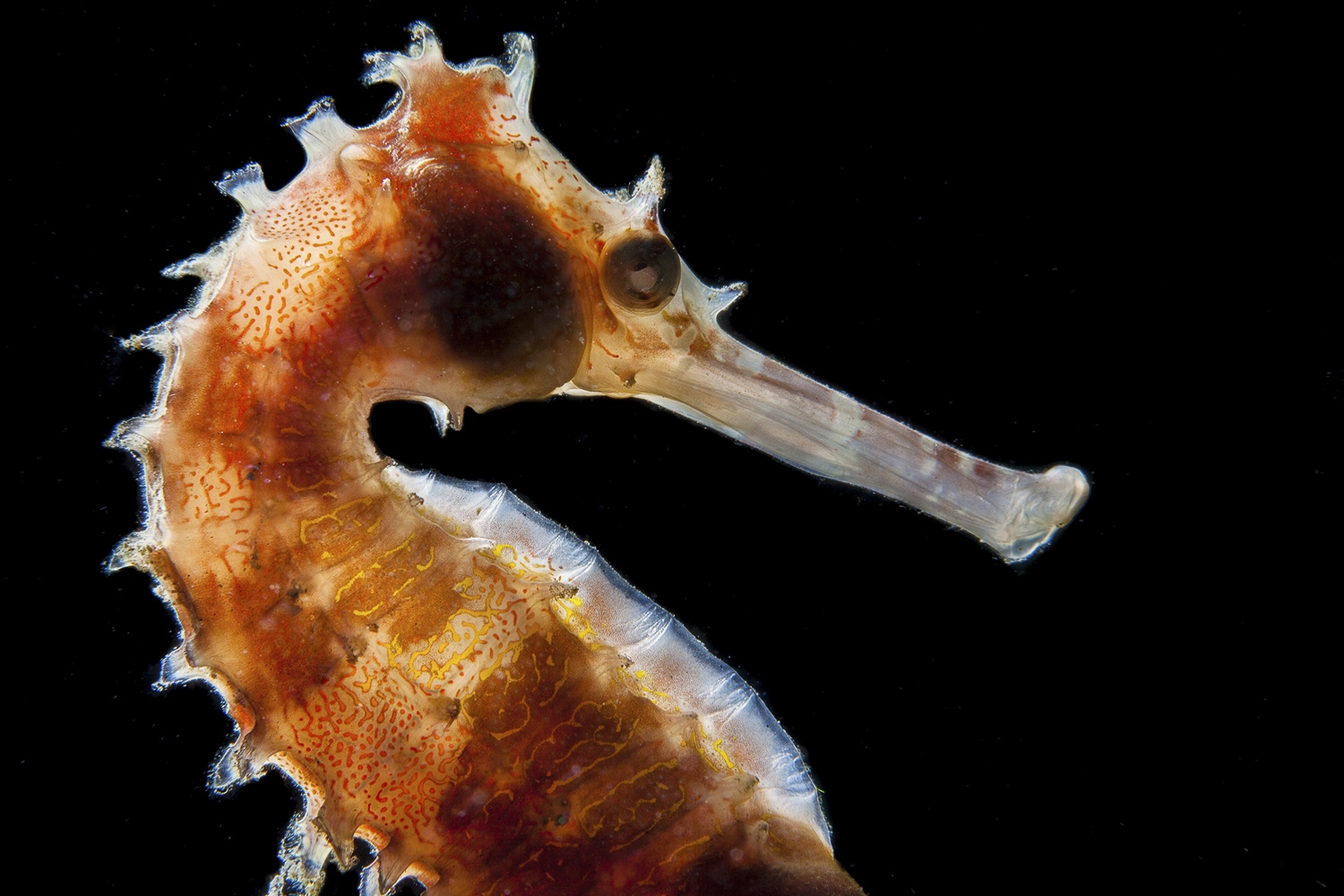 Images of Seahorse | 1500x1000