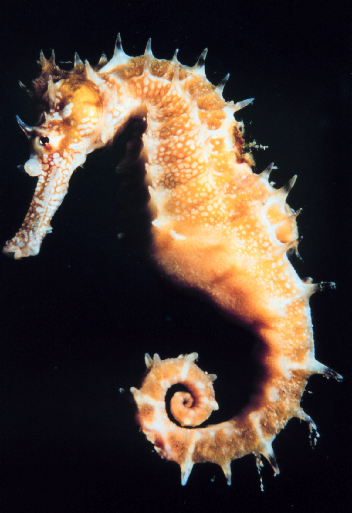 Seahorse High Quality Background on Wallpapers Vista