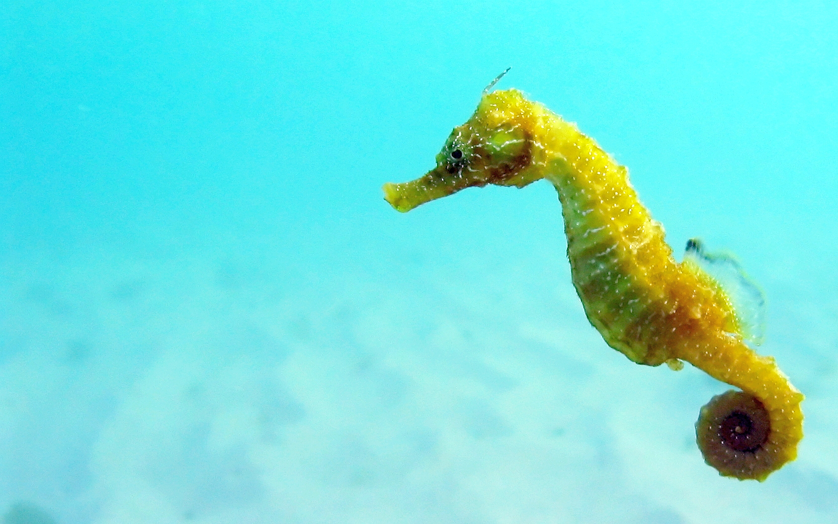 Images of Seahorse | 1666x1042