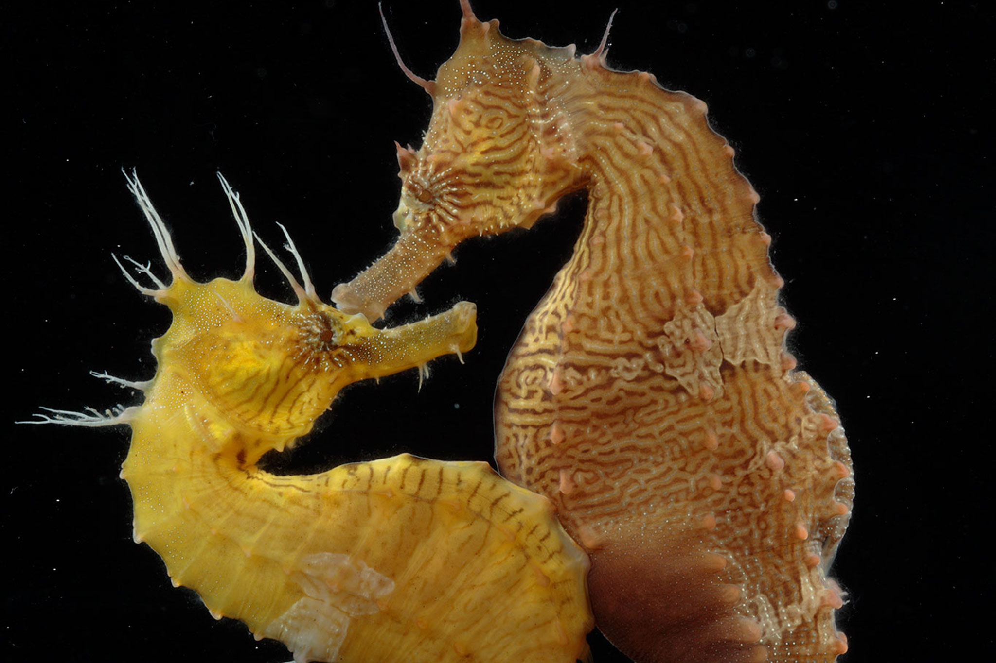 Images of Seahorse | 2048x1365