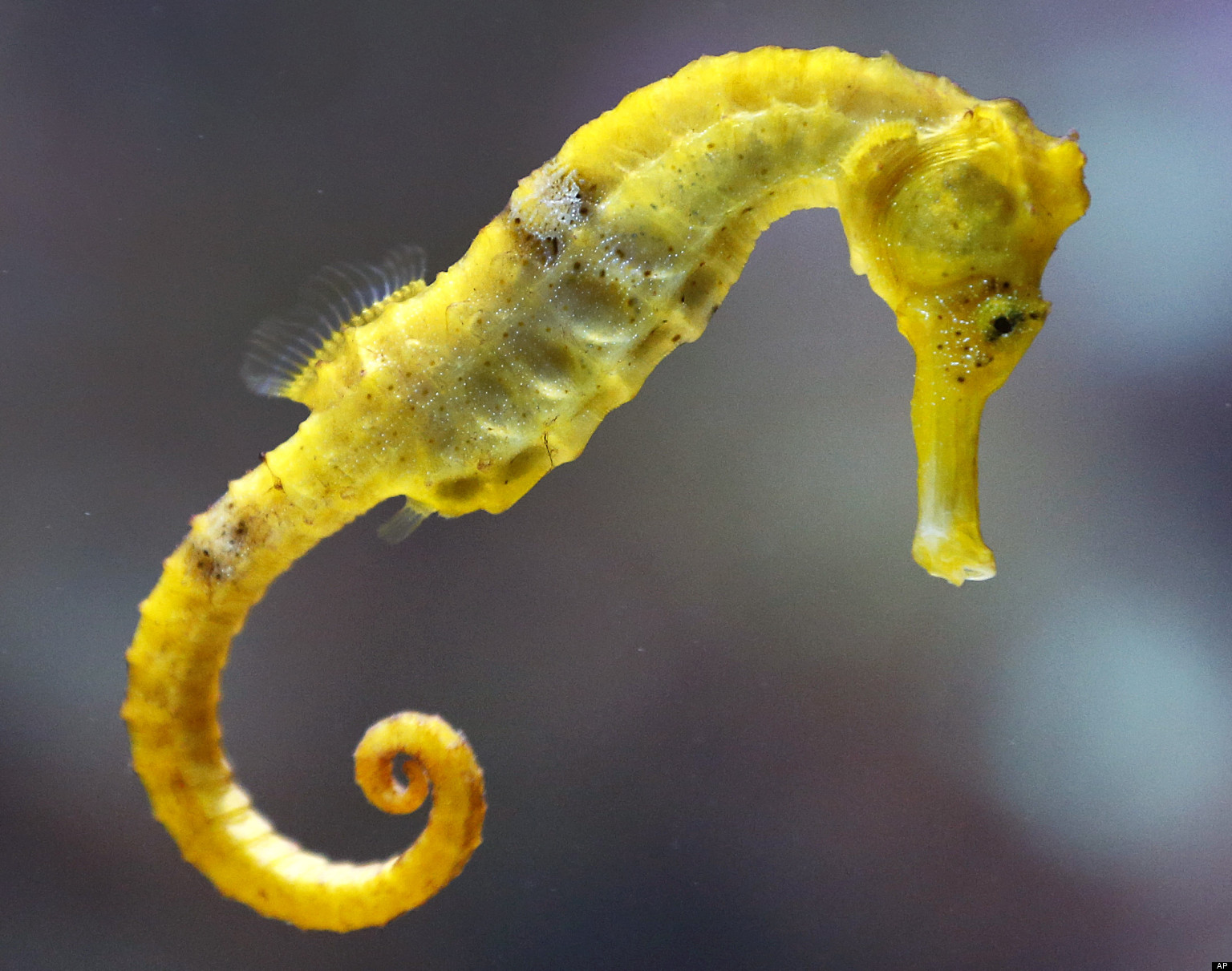 HD Quality Wallpaper | Collection: Animal, 1536x1211 Seahorse