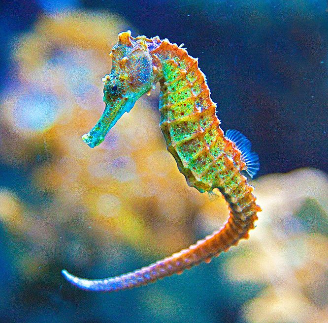 Seahorse Pics, Animal Collection