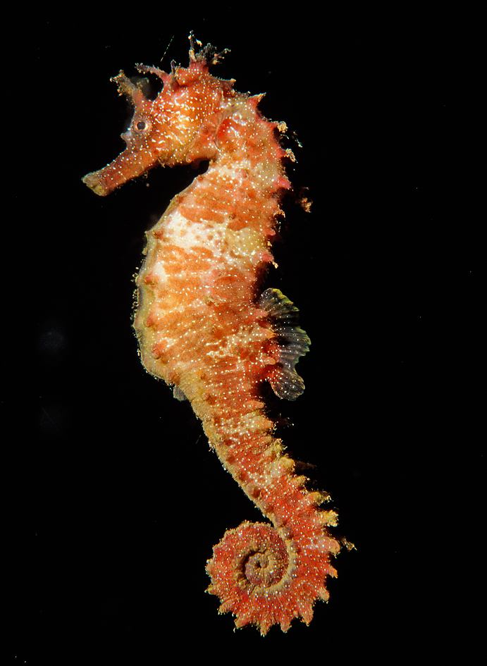 Nice Images Collection: Seahorse Desktop Wallpapers