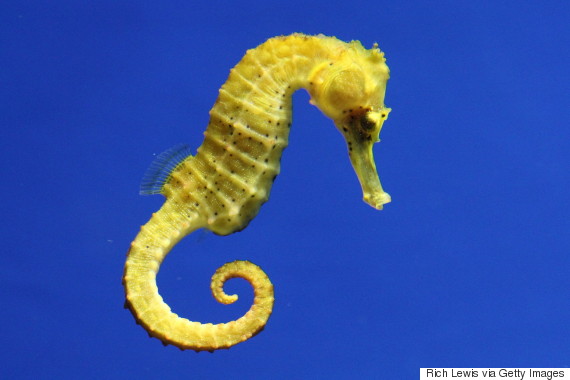 Seahorse Backgrounds on Wallpapers Vista