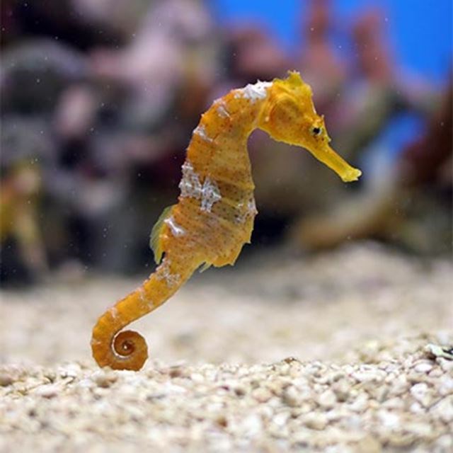 Images of Seahorse | 640x640
