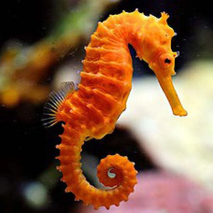 Nice Images Collection: Seahorse Desktop Wallpapers