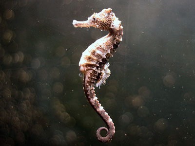 HQ Seahorse Wallpapers | File 20.76Kb
