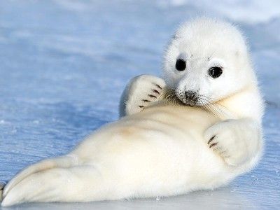 Images of Seal | 400x300