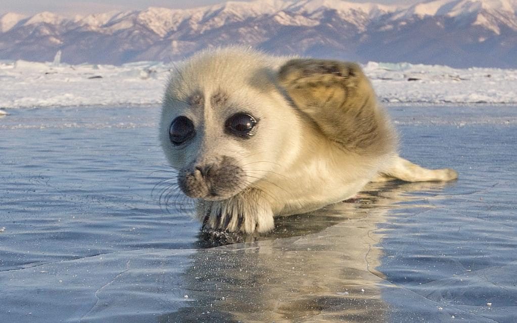 Amazing Seal Pictures & Backgrounds
