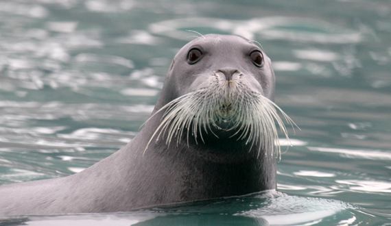 HD Quality Wallpaper | Collection: Animal, 570x330 Seal