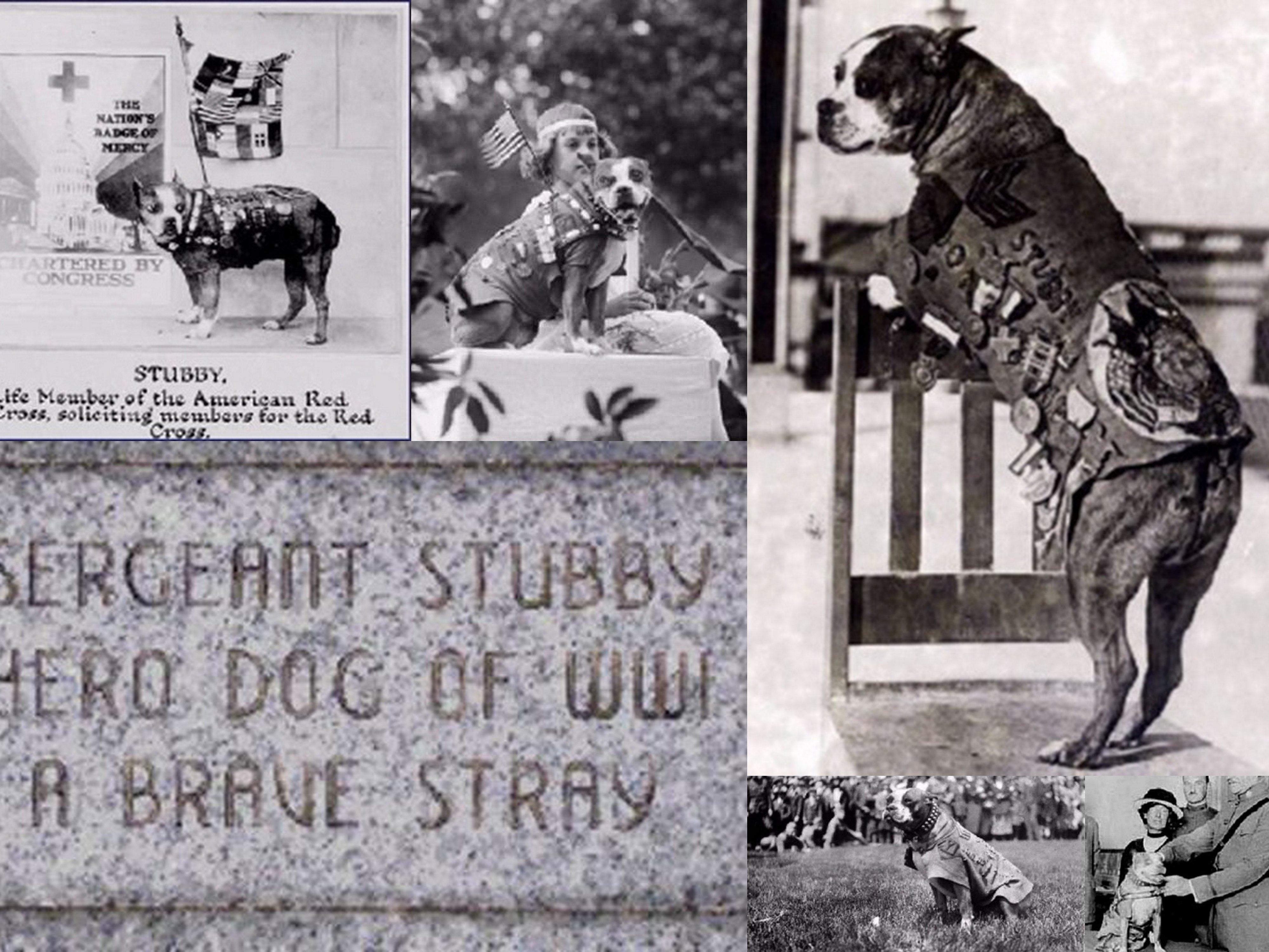 Images of Sergeant Stubby | 4000x3000