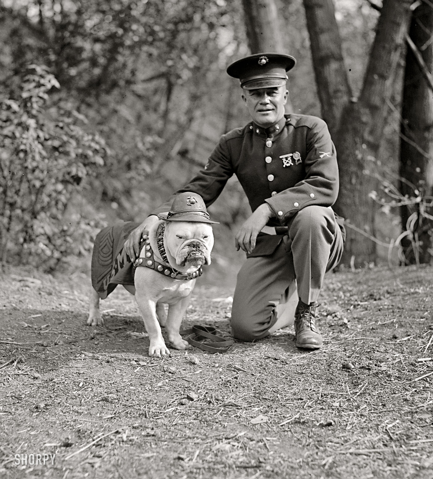 Sergeant Stubby High Quality Background on Wallpapers Vista