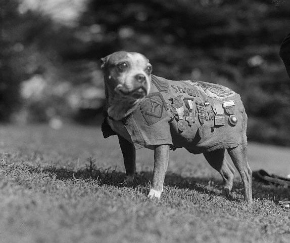 Sergeant Stubby Backgrounds on Wallpapers Vista