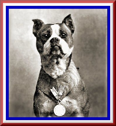 397x431 > Sergeant Stubby Wallpapers