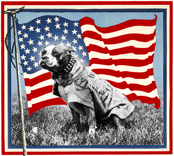 HD Quality Wallpaper | Collection: Military, 590x529 Sergeant Stubby