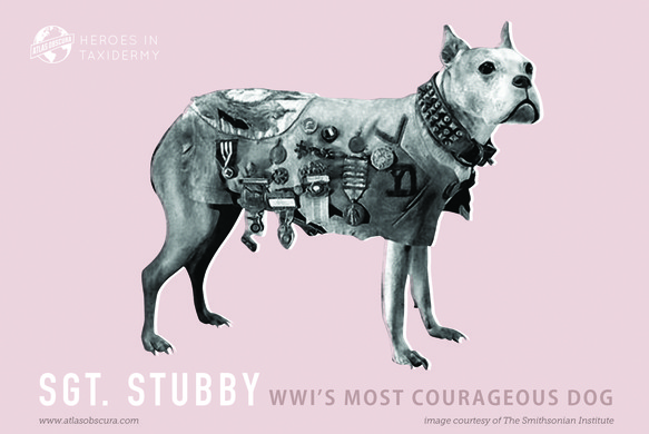 Sergeant Stubby #23
