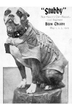 304x435 > Sergeant Stubby Wallpapers