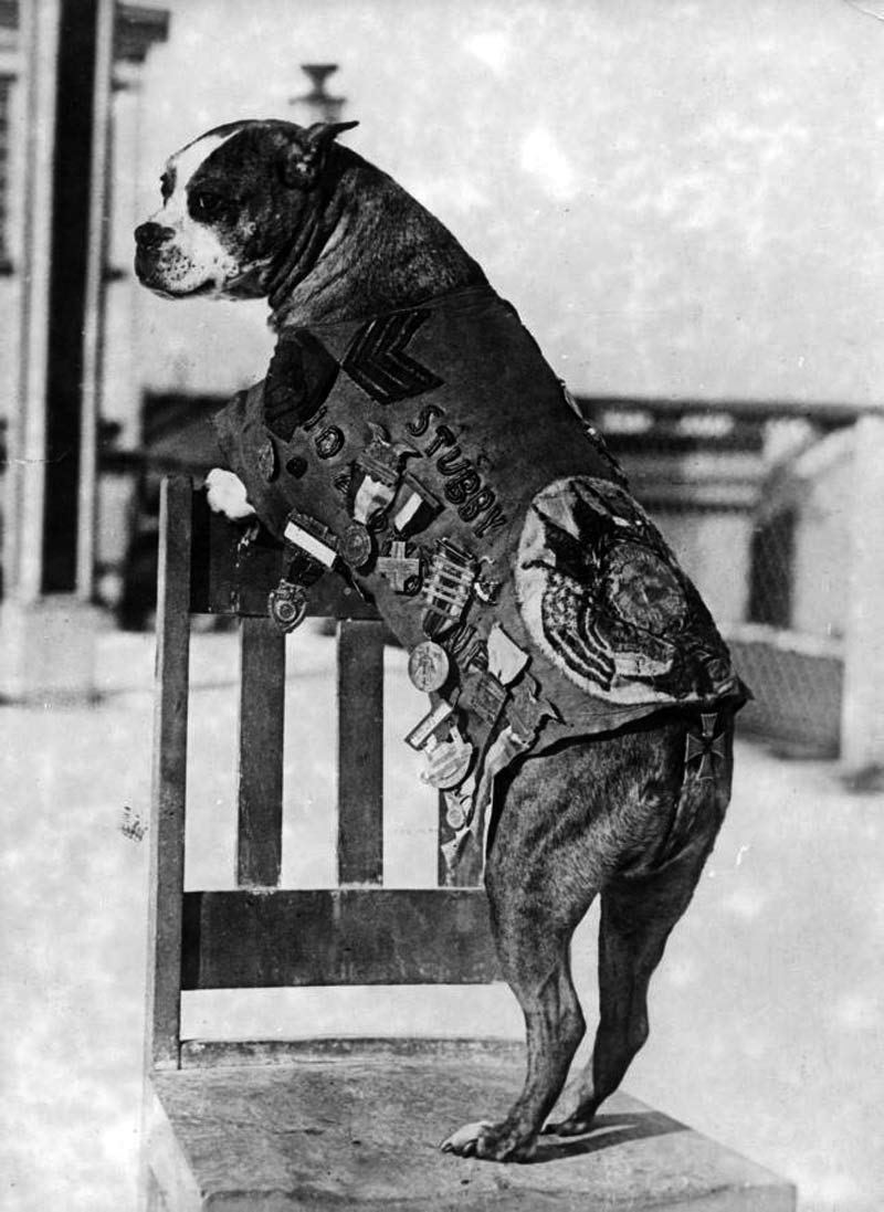 Amazing Sergeant Stubby Pictures & Backgrounds