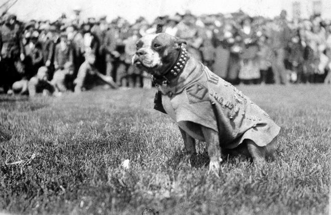 Sergeant Stubby Pics, Military Collection