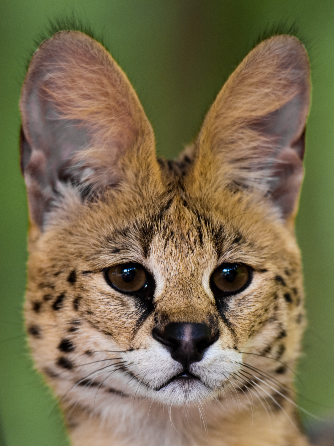 Serval High Quality Background on Wallpapers Vista