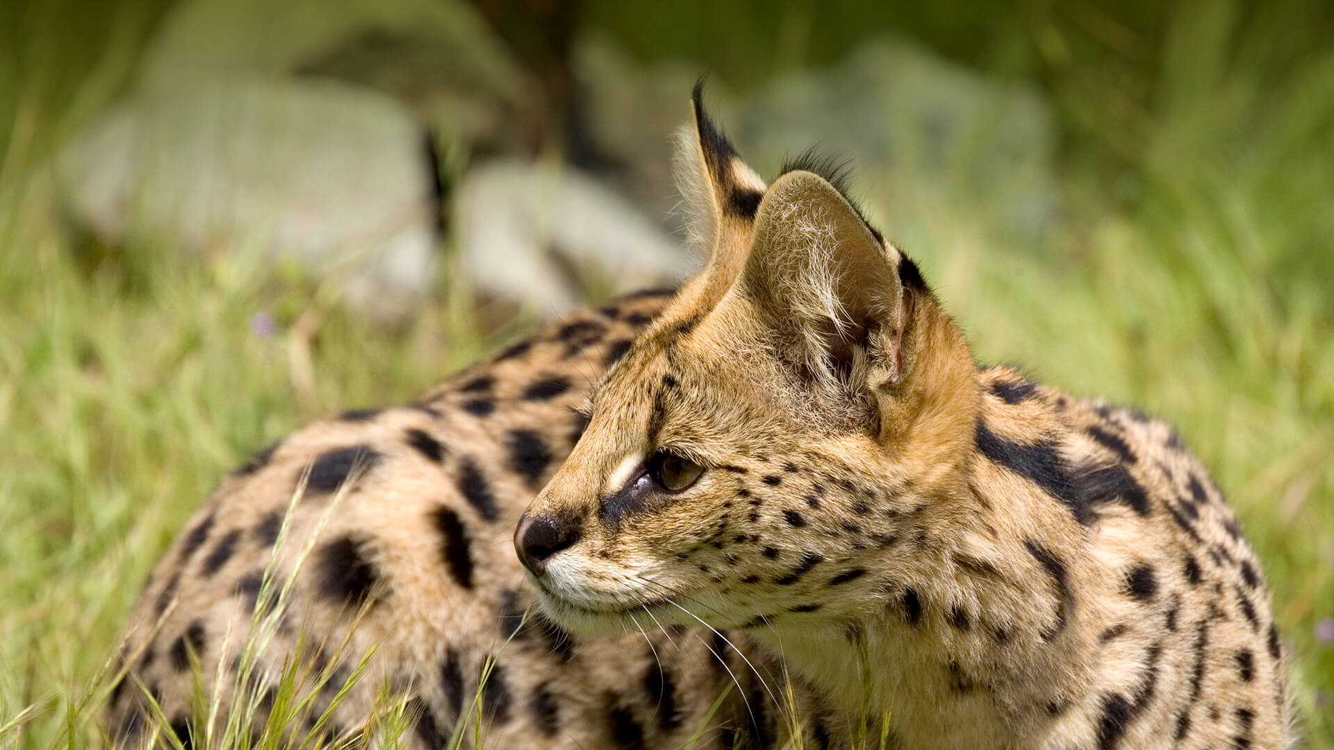 Images of Serval | 1920x1080