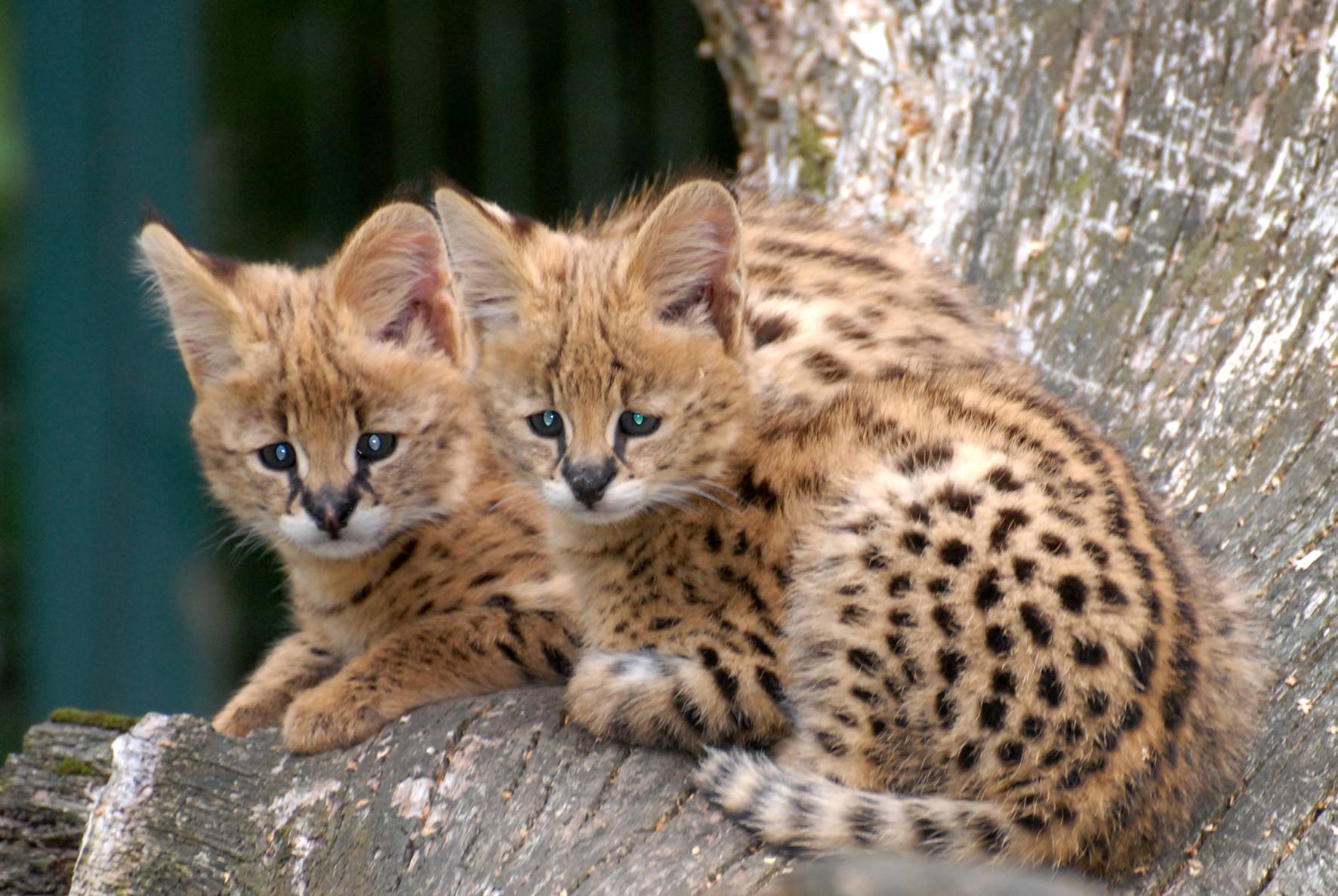 Amazing Serval Pictures & Backgrounds