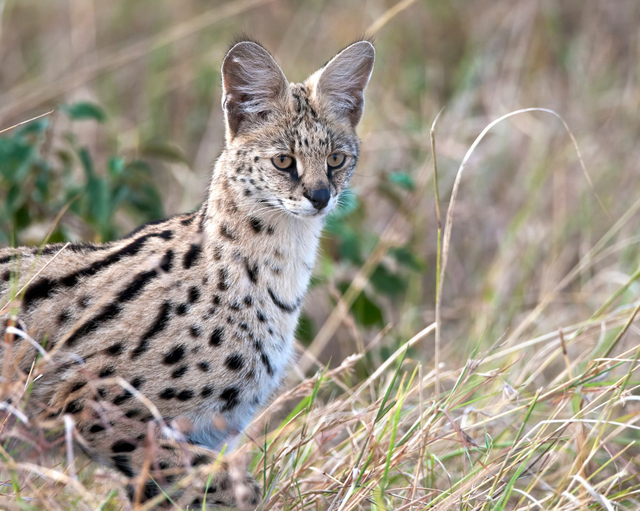 Serval High Quality Background on Wallpapers Vista