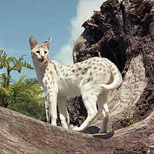 Amazing Serval Pictures & Backgrounds