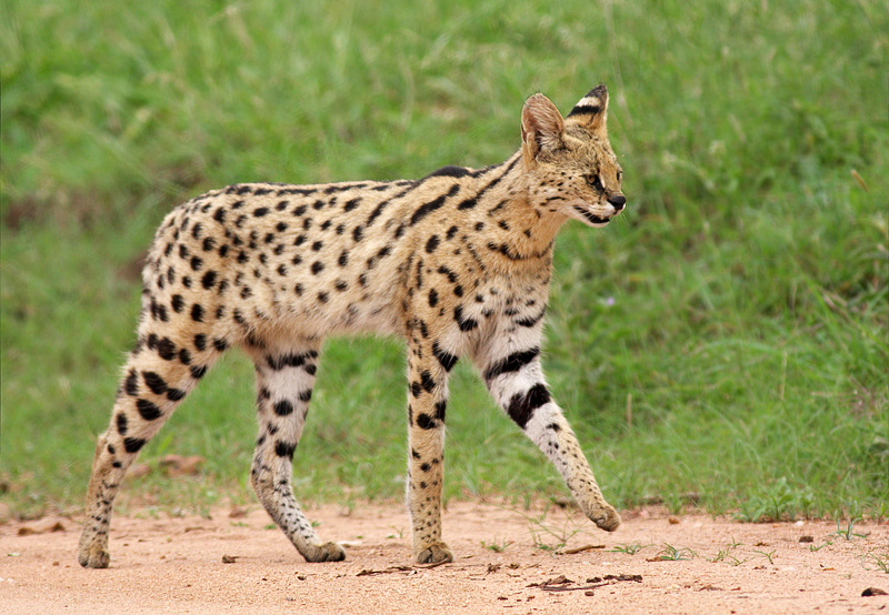 Nice wallpapers Serval 800x554px
