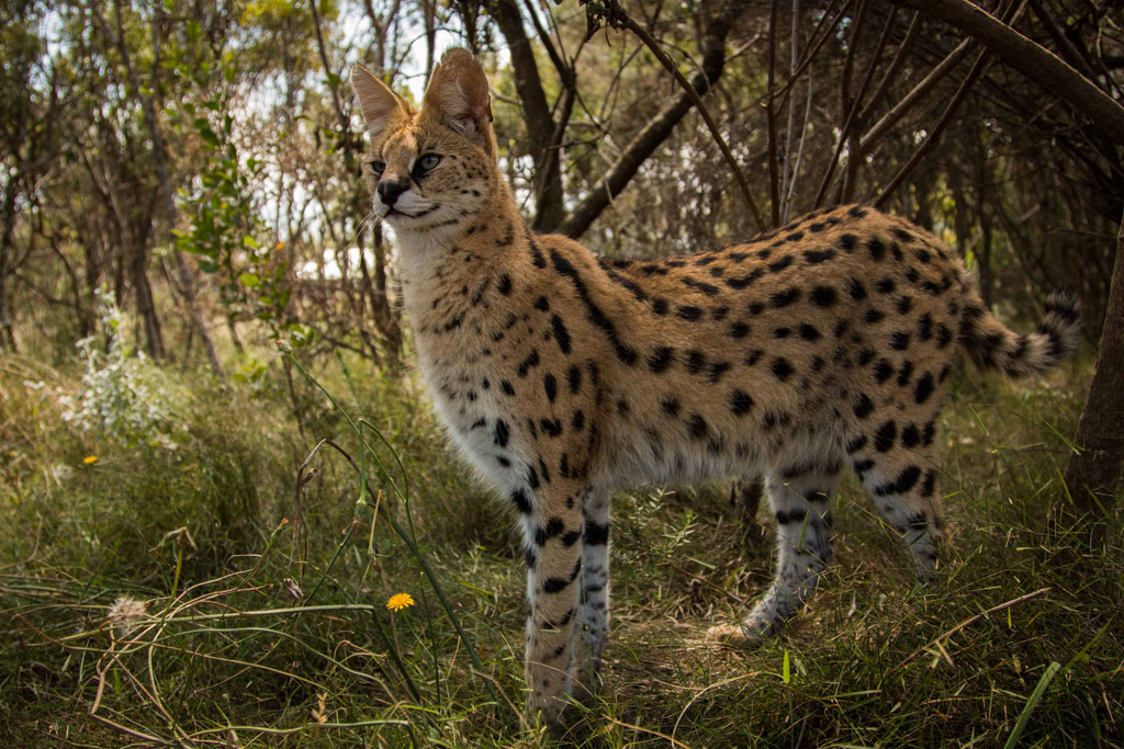 Nice wallpapers Serval 1024x683px