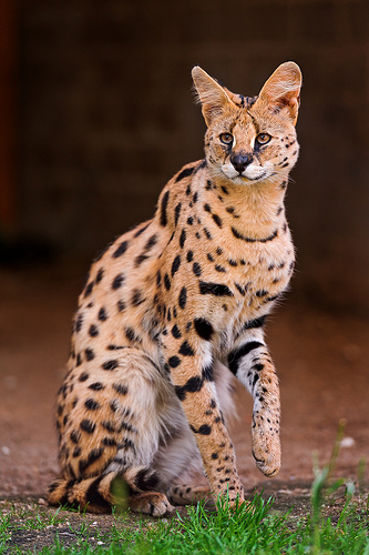 Images of Serval | 333x500