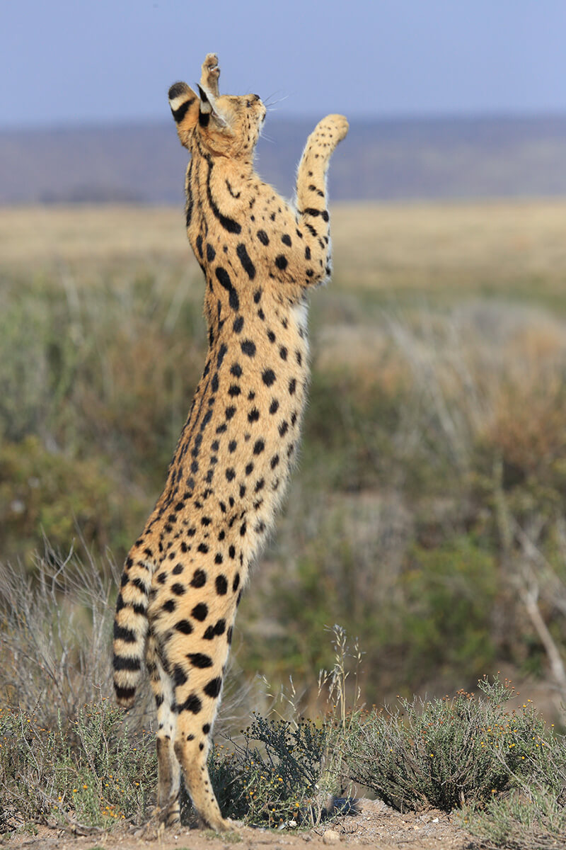 Images of Serval | 800x1200
