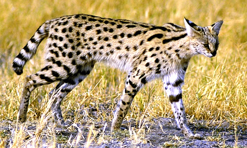 Nice wallpapers Serval 500x300px