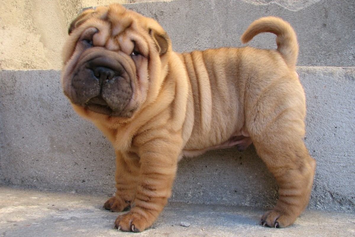 Amazing Shar Pei Pictures & Backgrounds