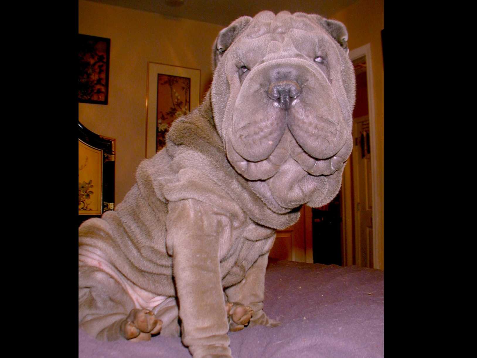 Nice Images Collection: Shar Pei Desktop Wallpapers