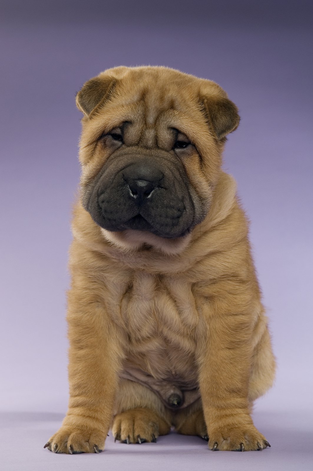 Amazing Shar Pei Pictures & Backgrounds