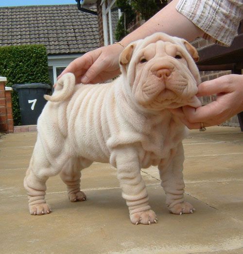 Images of Shar Pei | 500x522