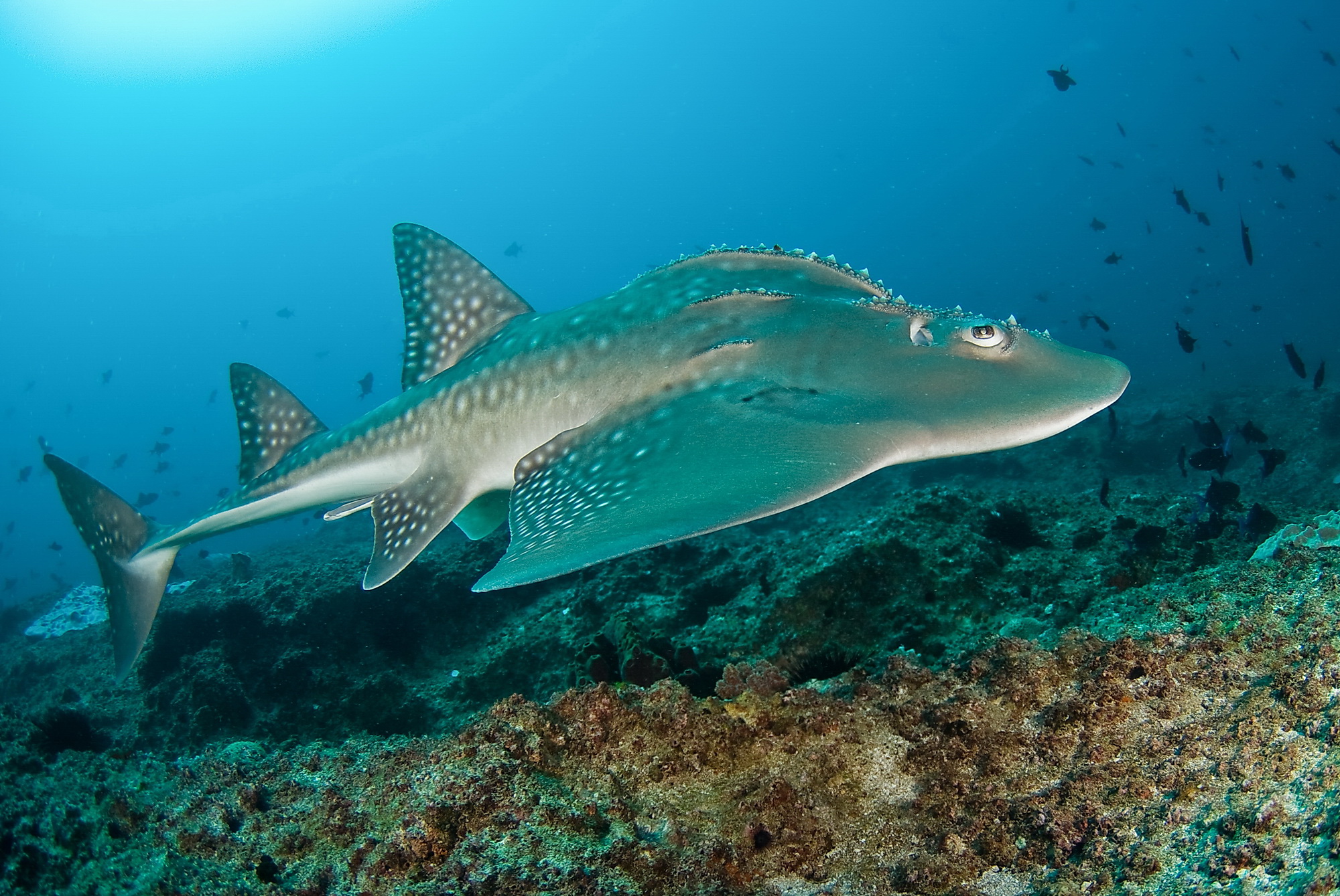 Shark Fin Guitarfish High Quality Background on Wallpapers Vista