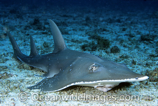 Shark Fin Guitarfish Backgrounds, Compatible - PC, Mobile, Gadgets| 550x370 px