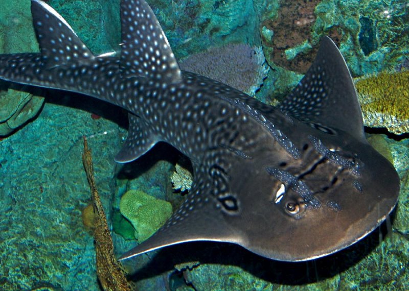 Shark Fin Guitarfish Backgrounds, Compatible - PC, Mobile, Gadgets| 800x570 px